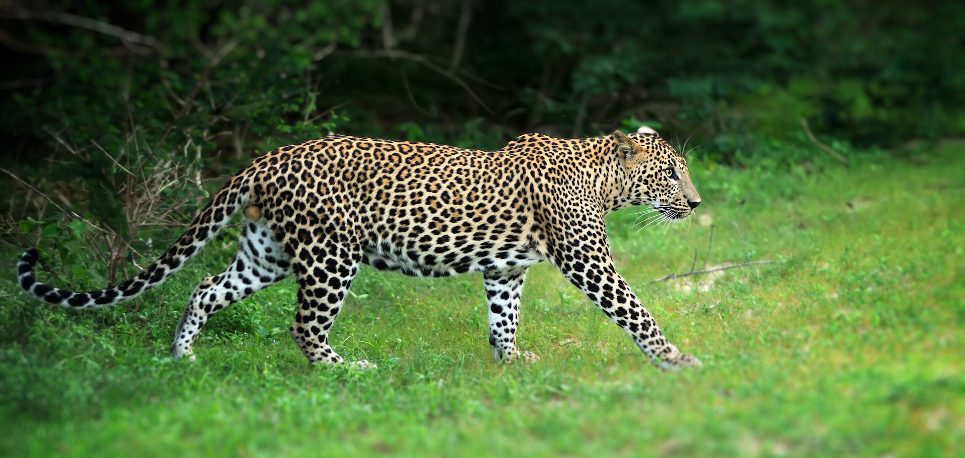 L'observation d'un léopard au Cameroun redonne de l'espoir aux protecteurs de l'environnement
