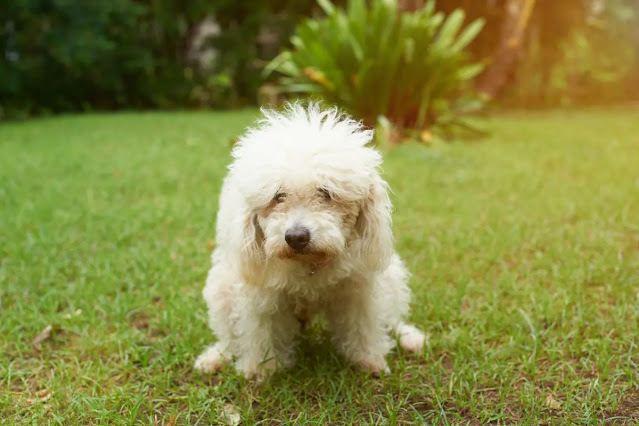 combien-de-selles-par-jour-pour-un-chiot