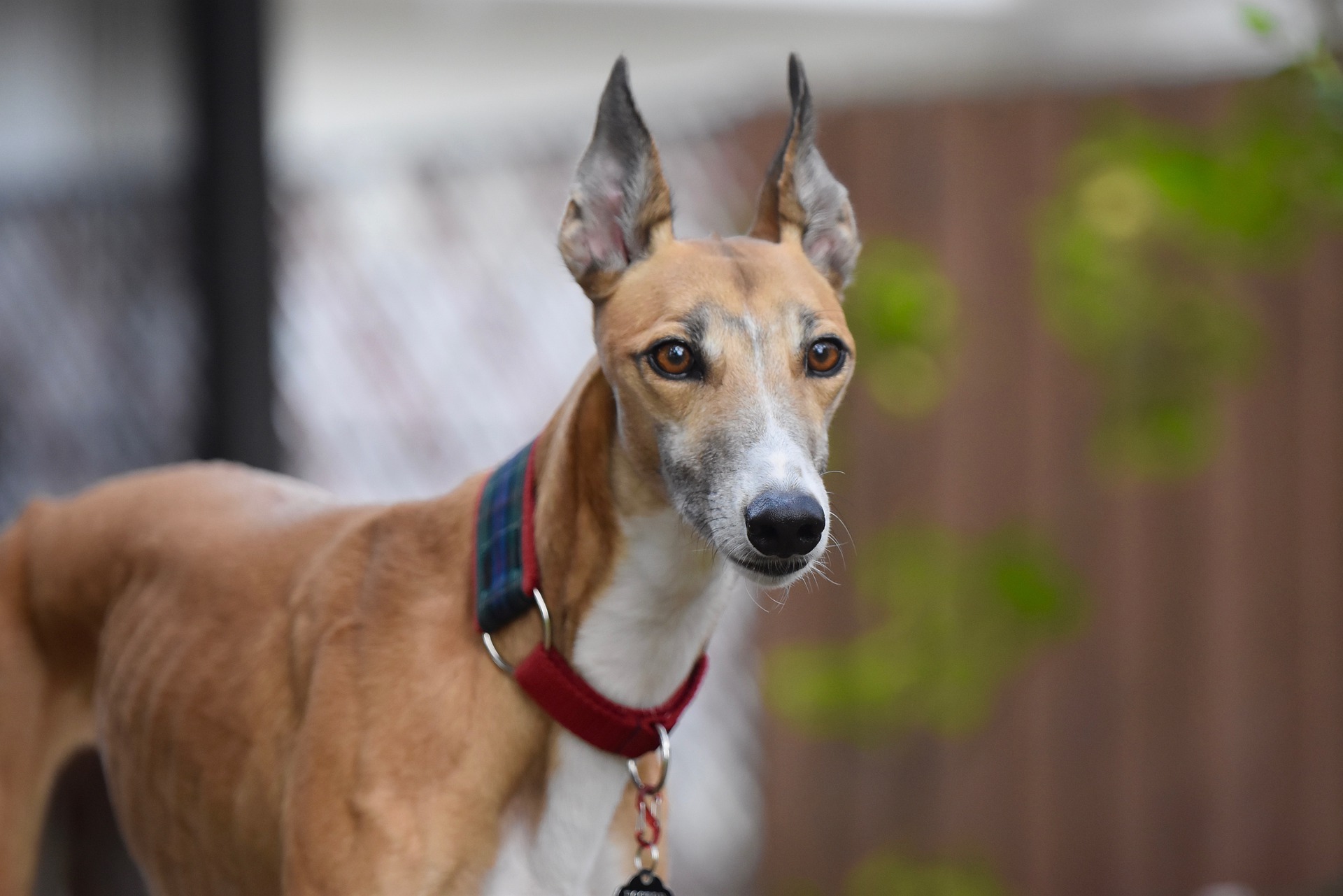 Perro galgo como mascota