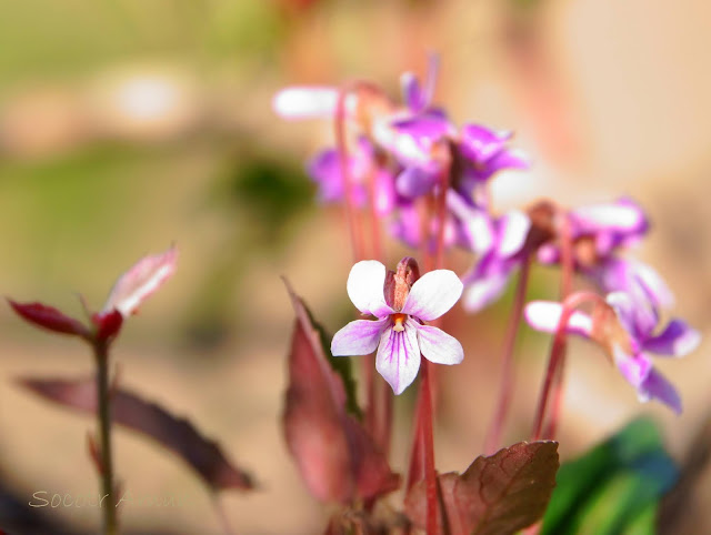 Viola violacea