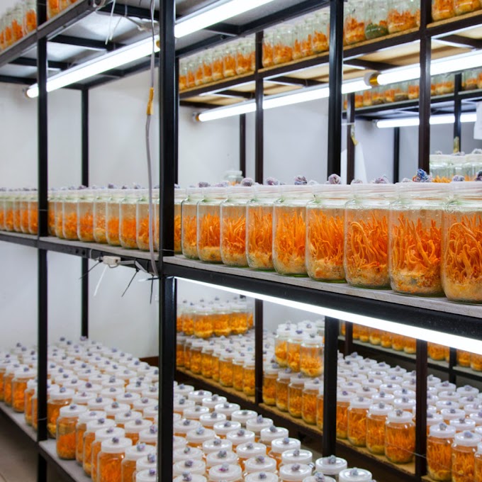 Cordyceps mushroom laboratory in Nashik