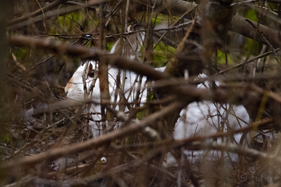 Valgejänes, Lepus timidus, Mountain hare, jänes, blue, tundra, variable, white, snow, alpine, Irish