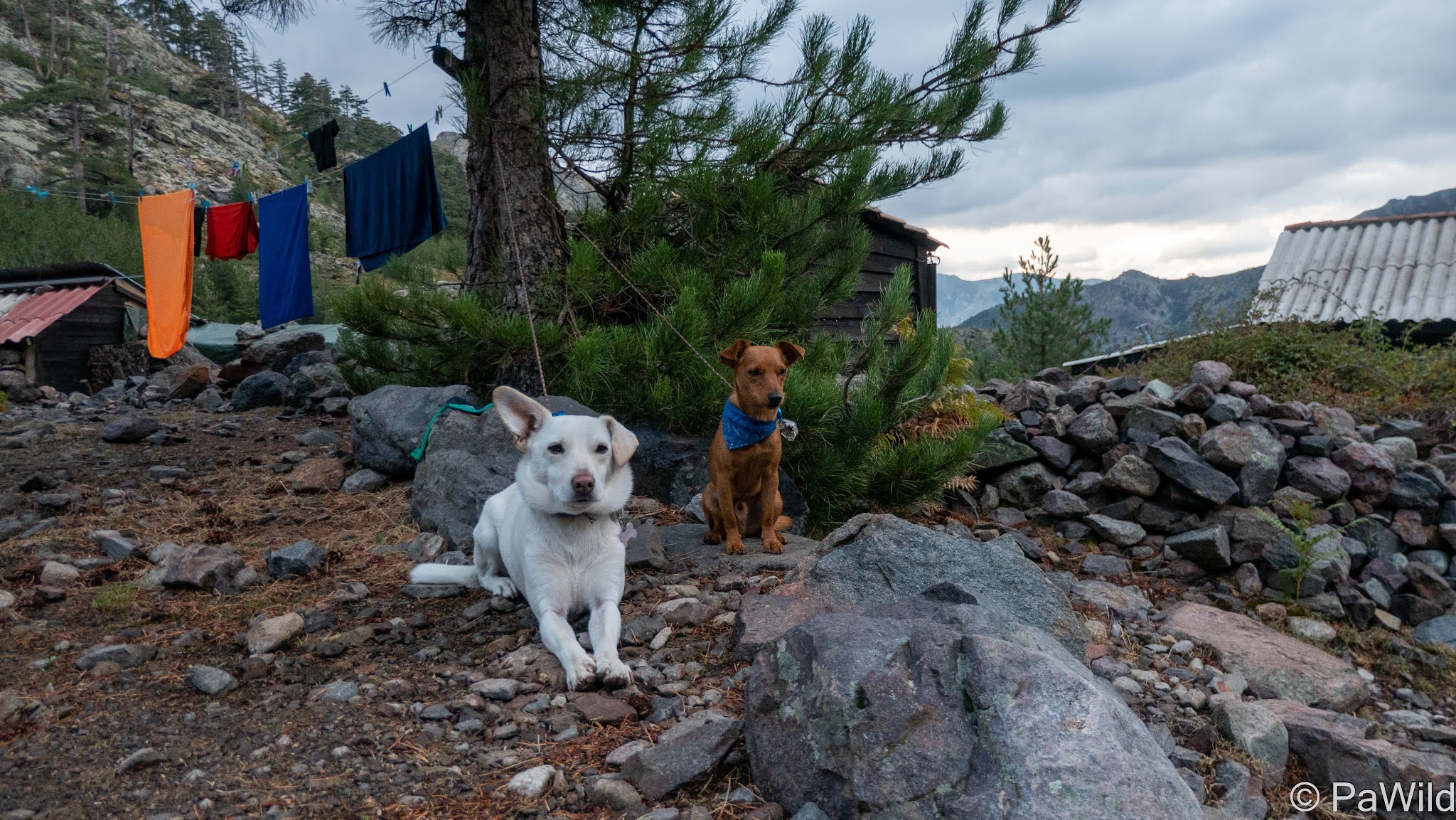 podenco et pinscher nain aux bergeries de ballone