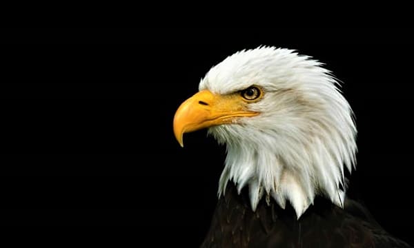 Are Eagles Endangered