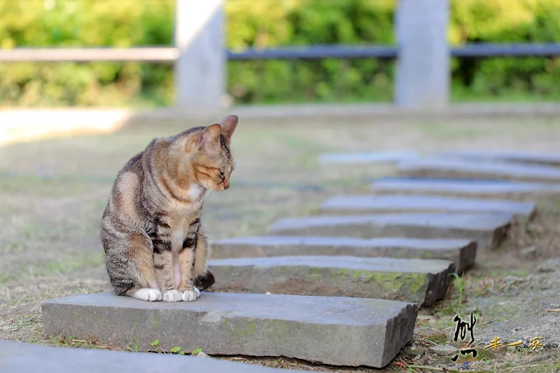 猴硐貓村｜猴硐車站｜願景館｜瑞芳景點｜國裕煤產｜猴硐煤礦場