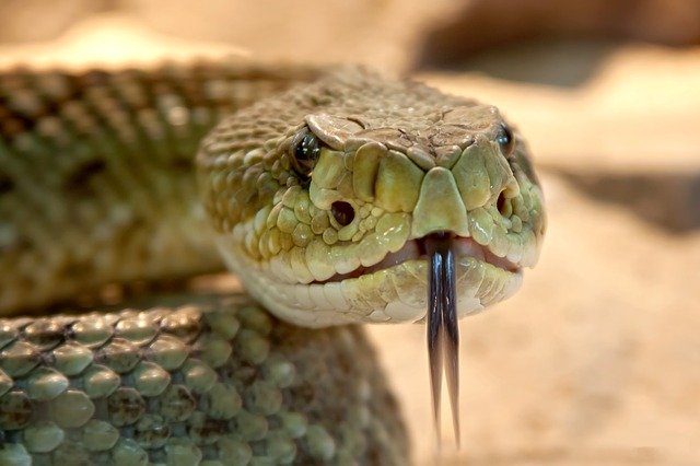 Venomous Snakes are part of the most dangerous animals in the world.