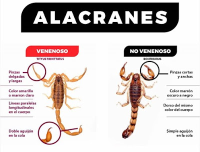 Caracteristicas de los Alacranes Venenosos y No venenosos.
