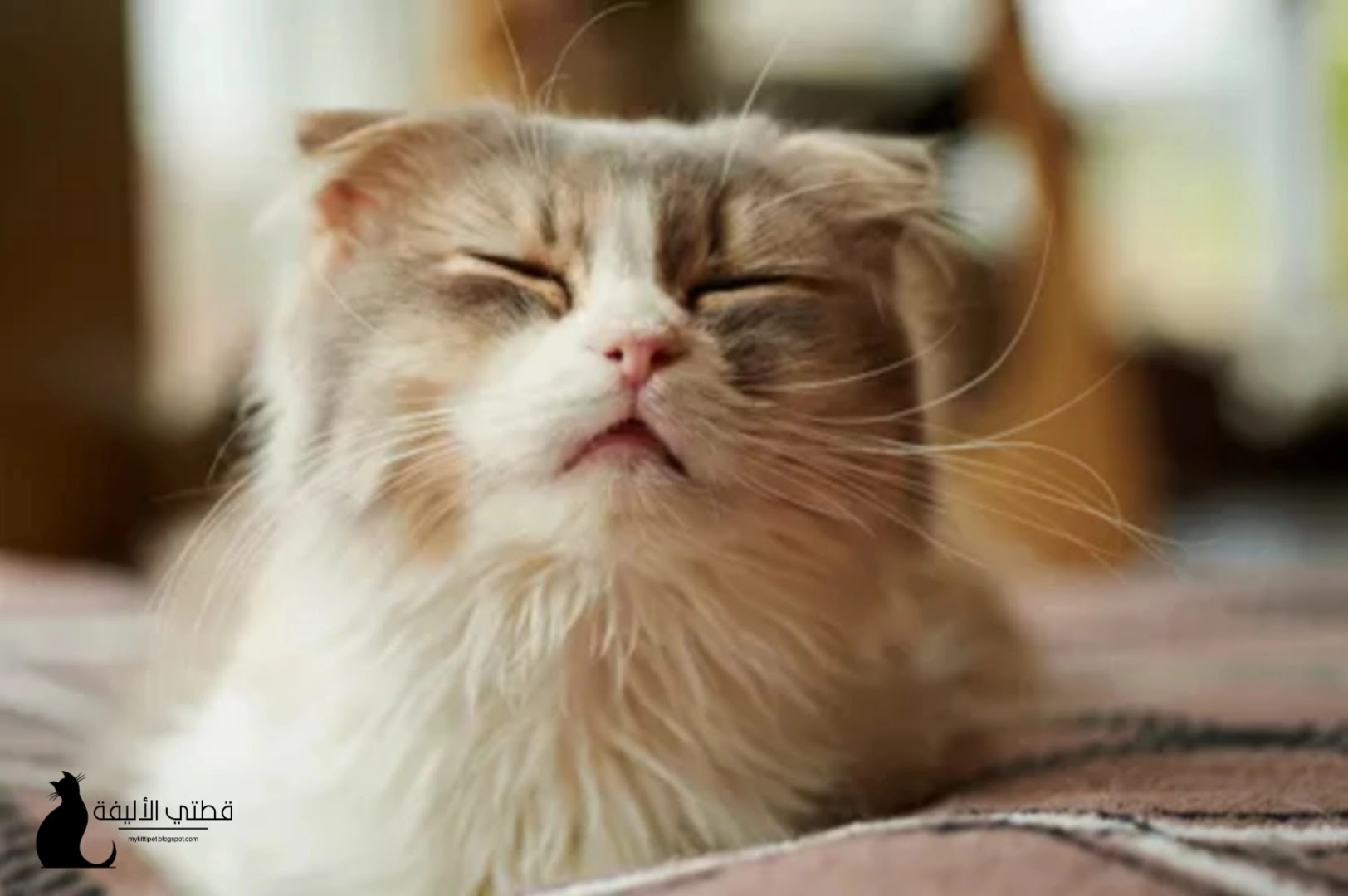 تعرف على الحساسية عند القطط - أسبابها وأعراضها والوقاية منها