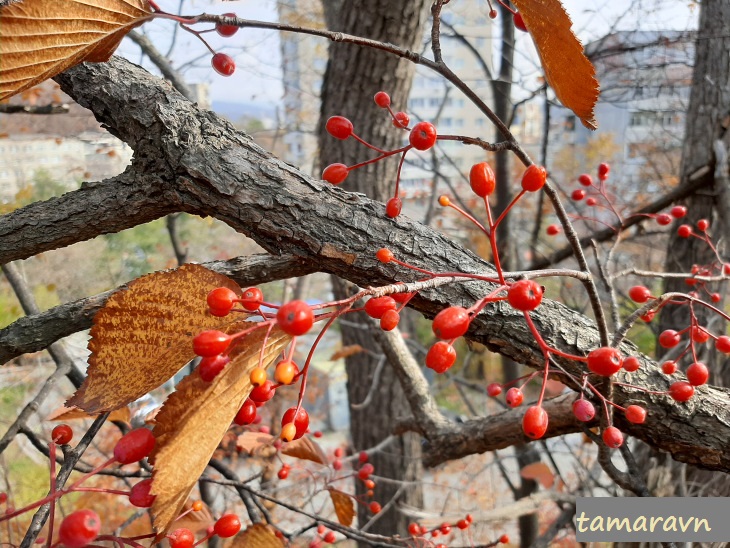 Мелкоплодник ольхолистный / Рябина ольхолистная (Micromeles alnifolia, =Sorbus alnifolia)