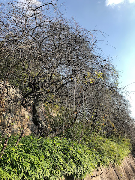 星田公園（新宮山八幡宮址）しだれ梅