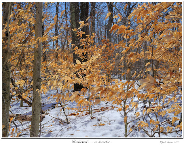 Borderland: ... on branches...