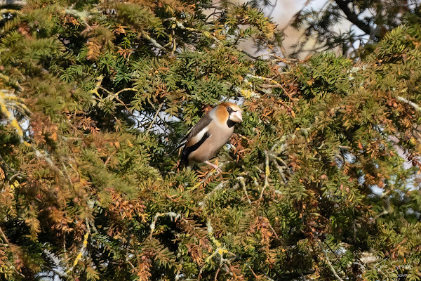 Hawfinch