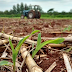 Pesquisadores de RO e MT estudam técnicas para potencializar produção de forragem e silagem