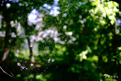 VILTROX33mmF1.4夏の蜘蛛の巣