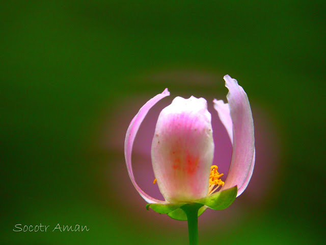 Paeonia obovata