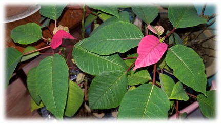 CHMusings: Poinsettia