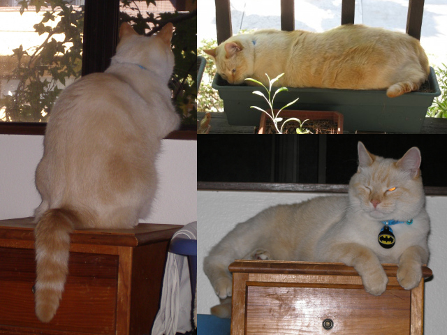 some more cat pictures: cat looking out window, cat filling up planter, cat sitting about