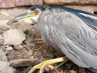 Black crowned night heron