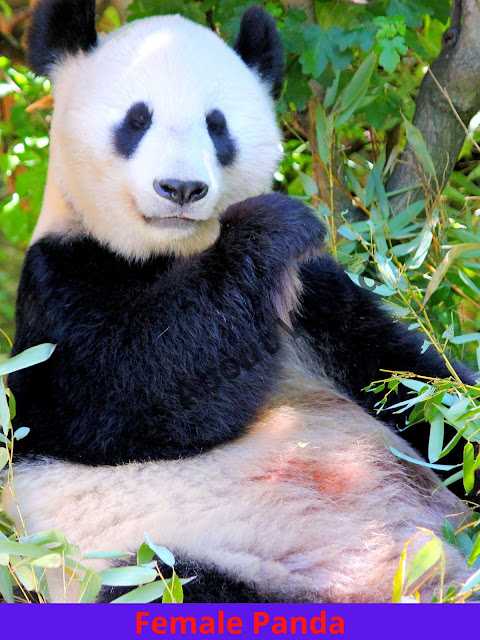 Giant Panda Information-Panda Breed, Food, Subspecies, Classification-Panda Habits