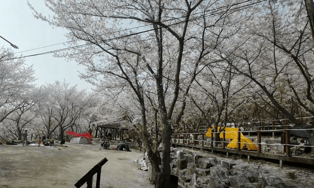 가산산성야영장 벚꽃캠핑