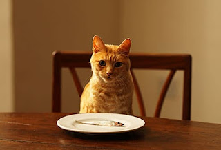 7 alimentos aptos para gatos con beneficios nutricionales