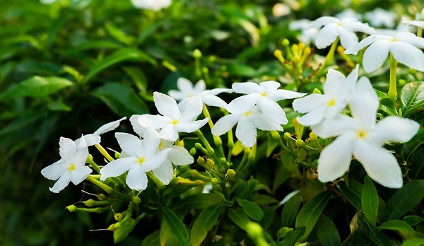 bunga melati putih