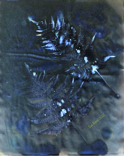 Sue Reno_wet cyanotype_image 937