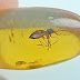 Amber insect mosquito