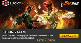 LINK LOGIN SV388 DAFTAR SABUNG AYAM ONLINE TERAMAN 2022