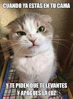 gato malhumorado humor meme