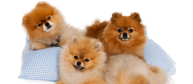 Pomerian Puppies for Sale