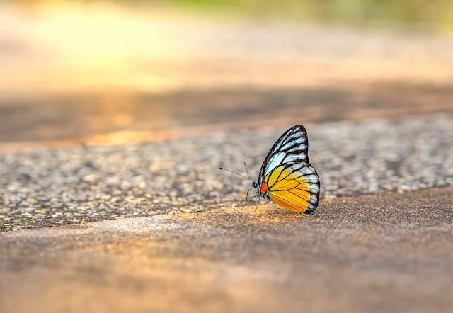 প্রজাপতির ছবি