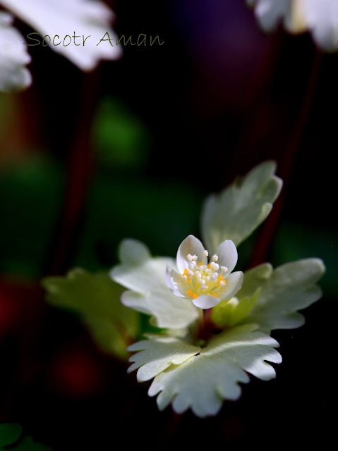 Dichocarpum trachyspermum