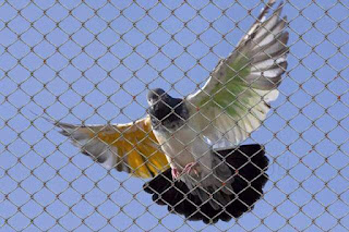 pigeon safety nets hyderabad