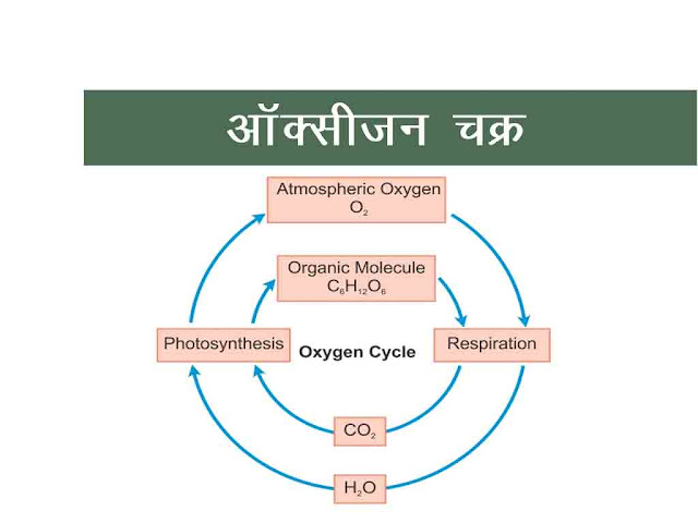 कार्बन एवं ऑक्सीजन चक्र (Carbon and Oxygen Cyeles)