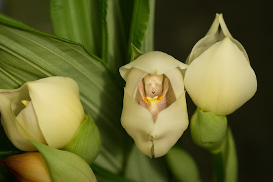 Anguloa uniflora - Swaddled Babies Orchid care