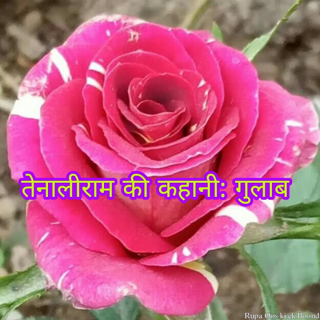 तेनालीराम -  गुलाब । Tenali Raman - Gulab