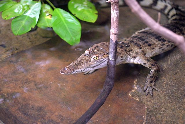 Philippines crocodiles is part of the rarest animals in the world.