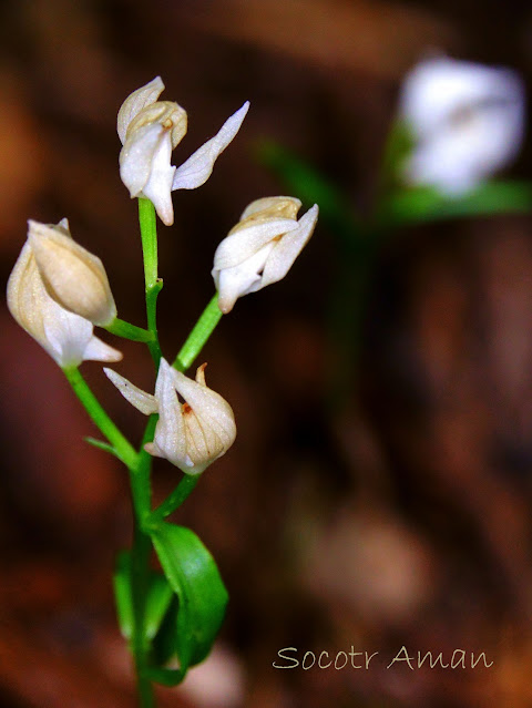 Cephalanthera erecta