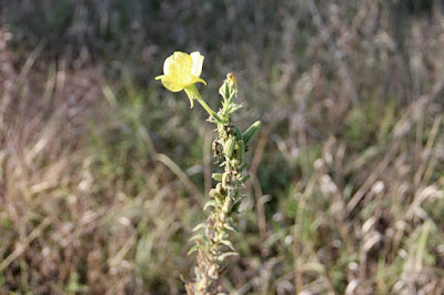 Common Evening Primrose (Oenothera biennis)