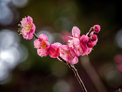 Red Ume (Japanese apricot) flowers: Engaku-ji