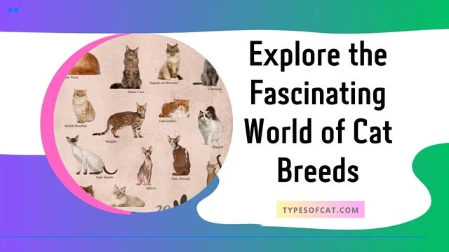 Cat Breeds