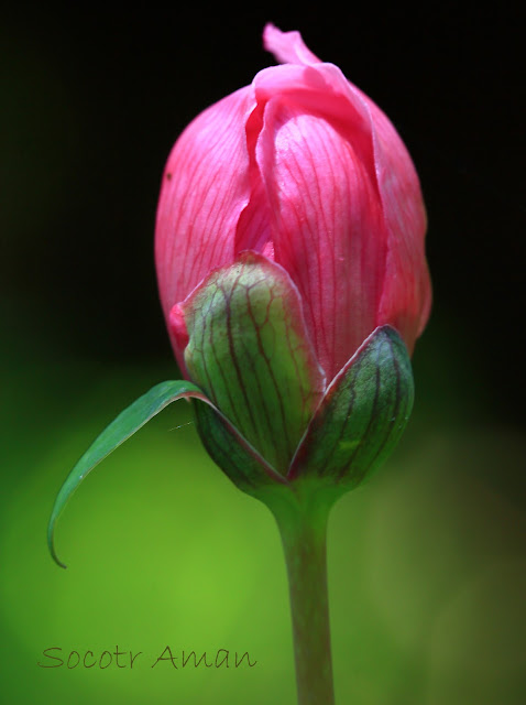 Paeonia obovata