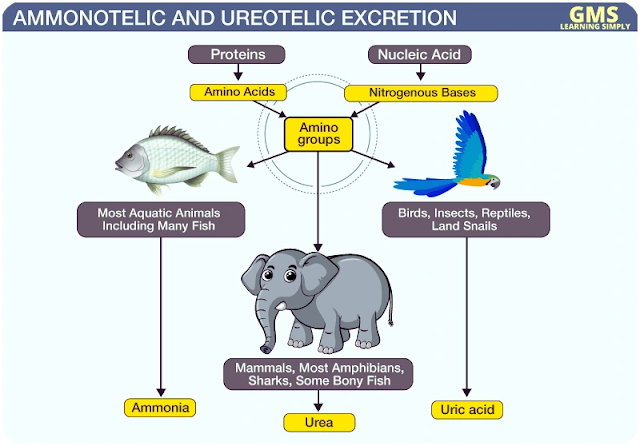 Excretion in Animals - Modes of Excretion and Excretory Wastes