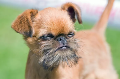 19 Flat-Faced Dog Breeds and How to Care For Them