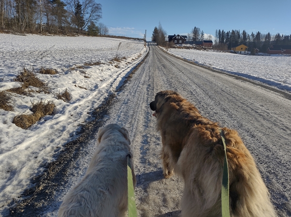 golden retriever leonberger