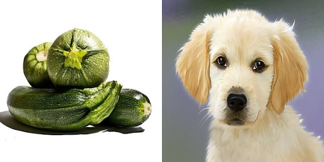 Can Dogs Eat Zucchini 1