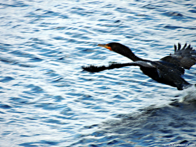 Cormorán Grande