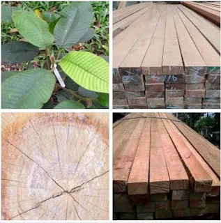 Disadvantages and advantages of kruing wood