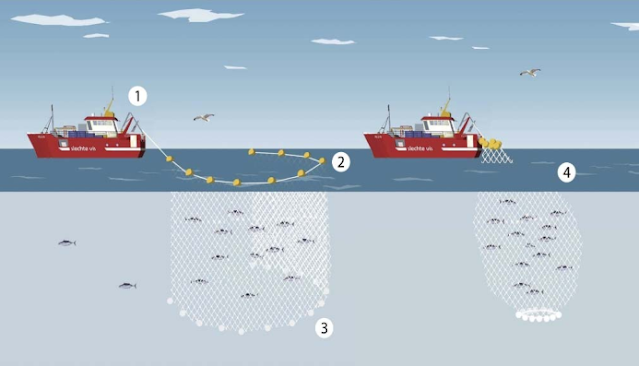 Gambar cara pengoperasioan alat tangkap purse seine